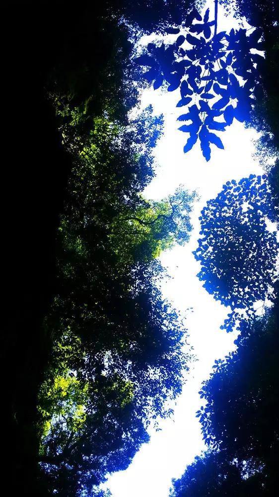 拯救机灵鸟